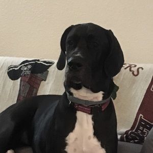 Meet your Posher, Kimber